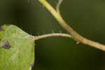 Cucumberleaf sunflower 